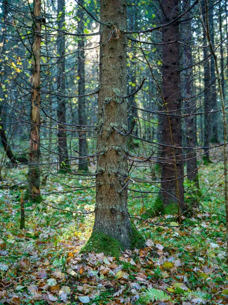 Abstracte Boomstam Textuur Muur Natuurlijk Bos Met Oude Bladeren Grond — Stockfoto