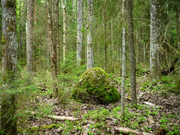 Büyük kayalar yeşil yaz ormanlarında ağaçların altında yosunlarda saklanıyor.