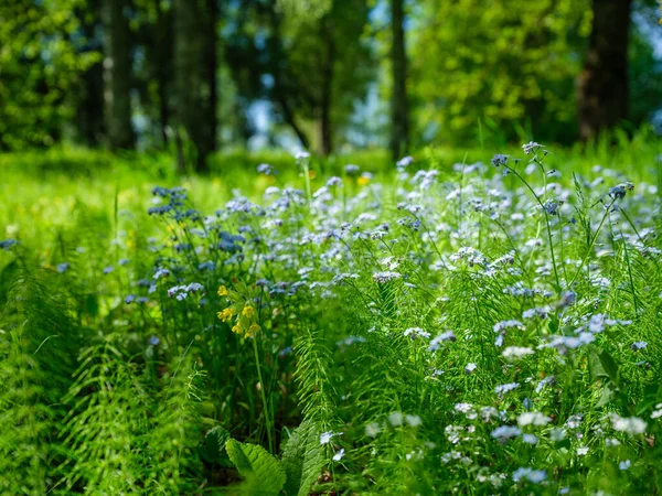 Estate Texture Fogliame Verde Nella Natura Forestale Sfondi Astratti — Foto Stock