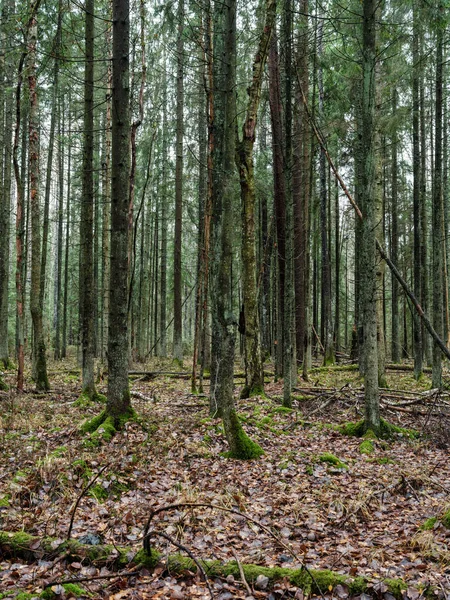 Abstraktní Strom Kmen Textura Zeď Přírodním Lese Starými Listy Zemi — Stock fotografie