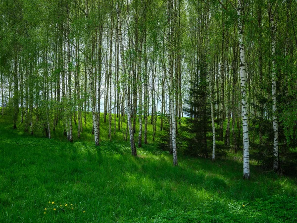 Arboleda Abedul Bosque Verde Verano Pared Tronco Blanco — Foto de Stock