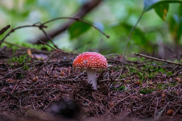 Wilde Pilze Die Spätherbst Grünen Waldbett Wachsen Sonniger Tag — Stockfoto