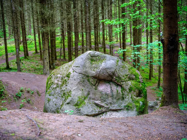 Stora Stenar Grön Sommarskog Nedanför Träd Som Gömmer Sig Mossa — Stockfoto