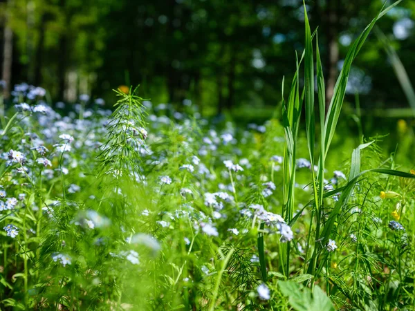 Estate Texture Fogliame Verde Nella Natura Forestale Sfondi Astratti — Foto Stock