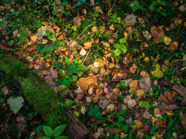 sarı altın sonbahar yaprakları soyut arkaplan resmi