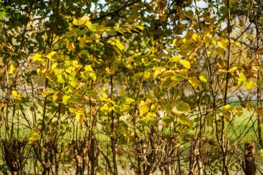sarı altın sonbahar yaprakları soyut arkaplan resmi