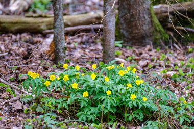 Sarı bahçe çiçekleri yeşil arka planda yaz otlaklarında