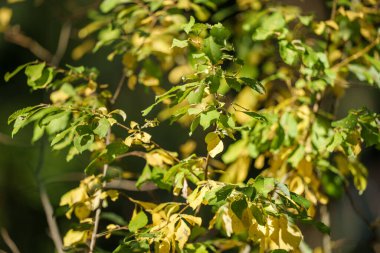 Sarı yeşil sütür yaprakları bulanık arkaplanda güneşli bir günde doğada