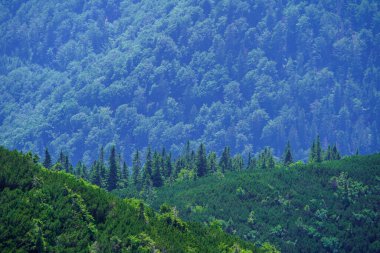 Yazın Slovakya 'da çimlerle kaplı sisli yeşil dağ çekirdekleri. Tatra dağları panorama