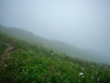 Yazın Slovakya 'da çimlerle kaplı sisli yeşil dağ çekirdekleri. Tatra dağları panorama