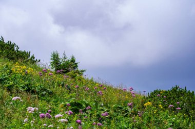 Yazın Slovakya 'da çimlerle kaplı sisli yeşil dağ çekirdekleri. Tatra dağları panorama