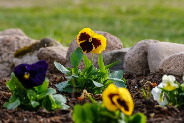 Sarı bahçe çiçekleri yeşil arka planda yaz otlaklarında