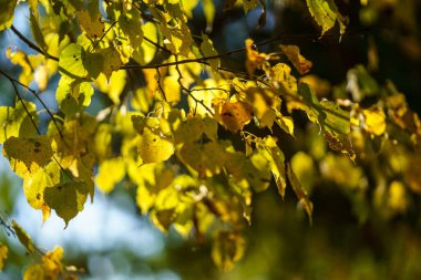 sarı altın sonbahar yaprakları soyut arkaplan resmi