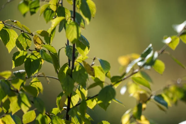 Amarelo Verde Sutumn Folhas Fundo Borrão Dia Ensolarado Natureza — Fotografia de Stock