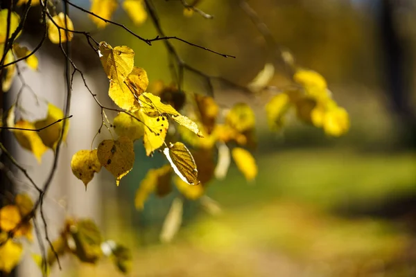 Желтая Золотая Осень Оставляет Абстрактное Изображение — стоковое фото