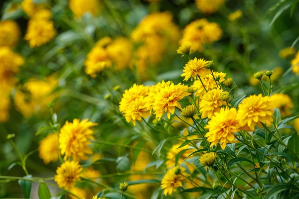Κίτρινα Λουλούδια Στον Κήπο Πράσινο Φόντο Θαμπάδα Στο Θερινό Λιβάδι — Φωτογραφία Αρχείου