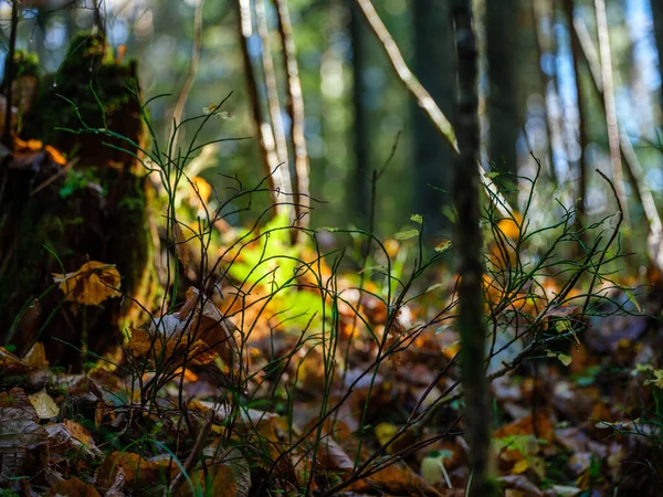 Gul Gyllene Höst Löv Abstrakt Bakgrund Bild — Stockfoto