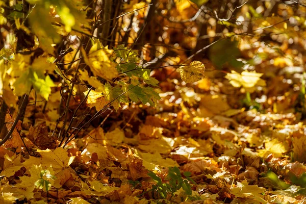 Giallo Dorato Autunno Foglie Astratto Sfondo Immagine — Foto Stock