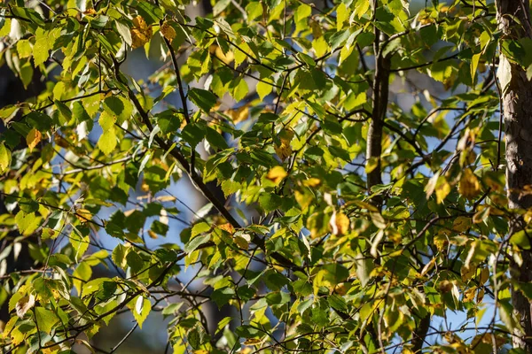 Foglie Sutumn Verde Giallo Sfondo Sfocato Nella Giornata Sole Natura — Foto Stock