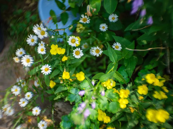 Gelbe Gartenblumen Auf Grünem Verschwommenem Hintergrund Sommer Wiese — Stockfoto