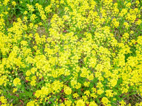 Flores Amarillas Del Jardín Sobre Fondo Borroso Verde Prado Verano —  Fotos de Stock