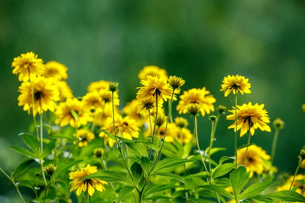 Sarı Bahçe Çiçekleri Yeşil Arka Planda Yaz Otlaklarında — Stok fotoğraf