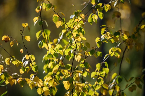 Foglie Sutumn Verde Giallo Sfondo Sfocato Nella Giornata Sole Natura — Foto Stock