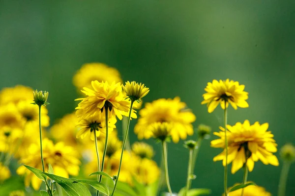Gele Tuin Bloemen Groene Wazig Achtergrond Zomer Weide — Stockfoto