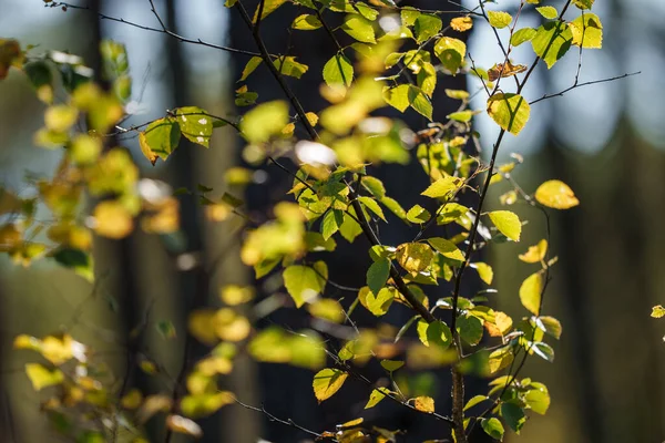 Желтый Зеленый Цвет Листья Фоне Размытия Солнечный День Природе — стоковое фото