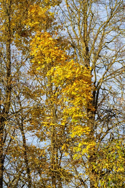 Amarillo Dorado Otoño Hojas Abstracto Fondo Imagen —  Fotos de Stock