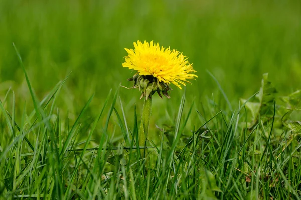 Gele Tuin Bloemen Groene Wazig Achtergrond Zomer Weide — Stockfoto