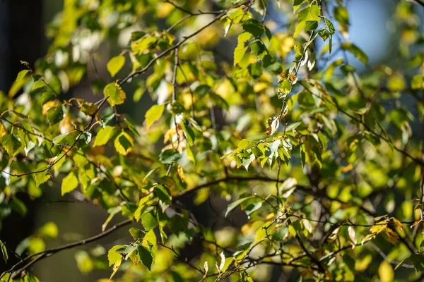 黄色の緑の秋は自然界の晴れた日に背景をぼかす — ストック写真