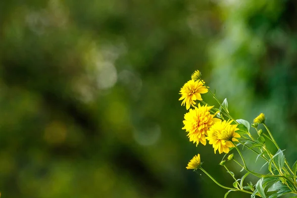 Yellow Garden Flowers Green Blur Background Summer Meadow — Stock Photo, Image