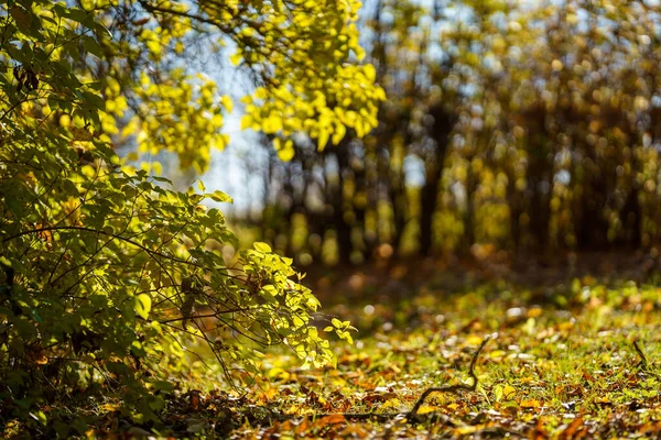 Giallo Dorato Autunno Foglie Astratto Sfondo Immagine — Foto Stock