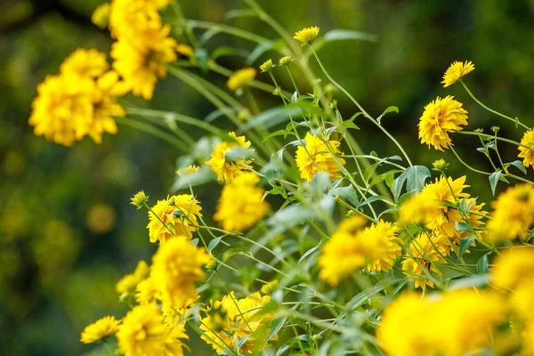 Flores Jardim Amarelo Fundo Borrão Verde Prado Verão — Fotografia de Stock