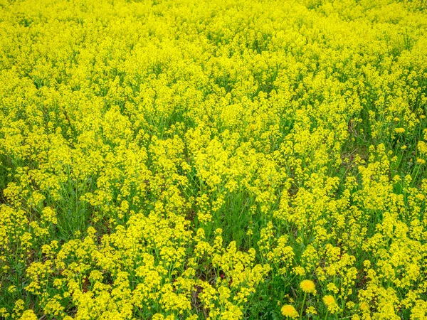 Gul Trädgård Blommor Grön Oskärpa Bakgrund Sommaren Äng — Stockfoto