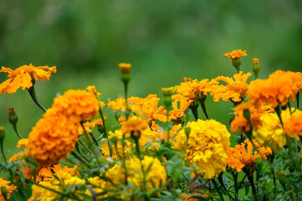 Sárga Kerti Virágok Zöld Homályos Háttér Nyáron Rét — Stock Fotó
