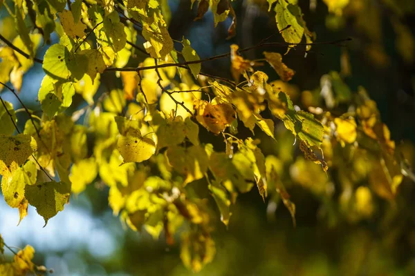 Giallo Dorato Autunno Foglie Astratto Sfondo Immagine — Foto Stock