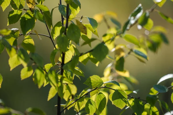 Gelb Grüne Sutumnblätter Auf Verschwommenem Hintergrund Sonnigen Tagen Der Natur — Stockfoto