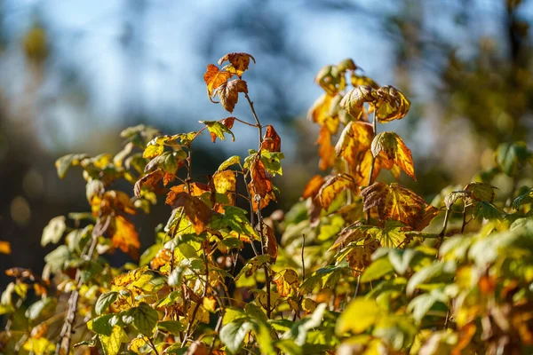 Giallo Dorato Autunno Foglie Astratto Sfondo Immagine — Foto Stock