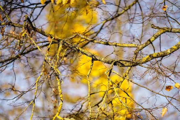 Giallo Dorato Autunno Foglie Astratto Sfondo Immagine — Foto Stock