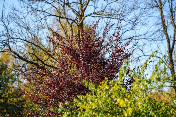 Gelb Golden Herbst Blätter Abstraktes Hintergrundbild — Stockfoto