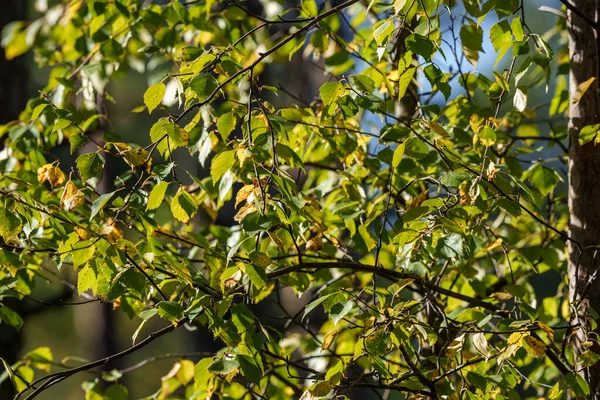 Желтый Зеленый Цвет Листья Фоне Размытия Солнечный День Природе — стоковое фото