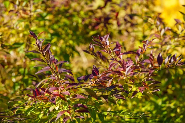 Giallo Dorato Autunno Foglie Astratto Sfondo Immagine — Foto Stock