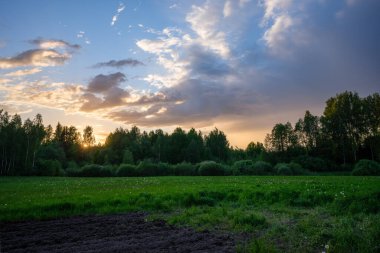 Renkli gökyüzü ile orman ağaçlarının üzerinde dramatik günbatımı bulutları