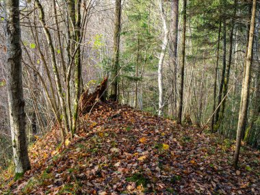 Sonbaharda ağaç gövdeleriyle karanlık ve kasvetli çam ağaçları.