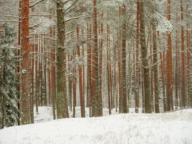 İlk kardaki çam ve çam ağaçları ormanı. Dallar kar altında kırılıyor