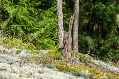 Sonbahar güneşli bir günde eski ormandaki kurumuş ağaç gövdeleri.