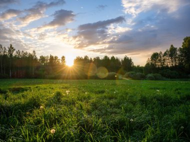 Renkli gökyüzü ile orman ağaçlarının üzerinde dramatik günbatımı bulutları