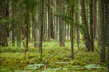 Sonbaharda ağaç gövdeleriyle karanlık ve kasvetli çam ağaçları.